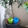 Hellgrüner hexagonaler Wasserspender aus witterungsbeständigem PETG, eingesteckt in die feuchte Erde eines grossen Pflanztopfes im Aussenbereich.